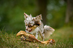 longhaired Chihuahua