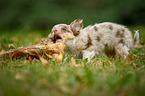 longhaired Chihuahua puppy