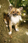 sitting longhaired Chihuahua