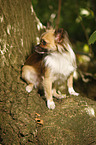 sitting longhaired Chihuahua