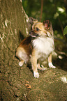 sitting longhaired Chihuahua