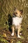 sitting longhaired Chihuahua