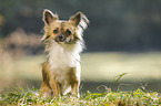 sitting longhaired Chihuahua