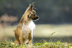 sitting longhaired Chihuahua