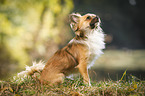 sitting longhaired Chihuahua