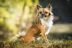sitting longhaired Chihuahua