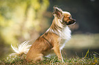 sitting longhaired Chihuahua