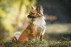 sitting longhaired Chihuahua