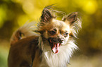 longhaired Chihuahua Portrait