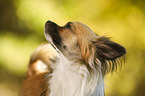 longhaired Chihuahua Portrait