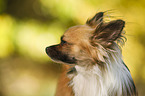 longhaired Chihuahua Portrait