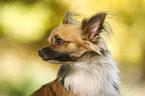 longhaired Chihuahua Portrait