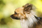longhaired Chihuahua Portrait