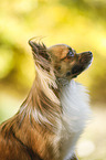 longhaired Chihuahua Portrait