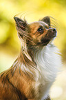 longhaired Chihuahua Portrait