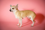 standing Chihuahua