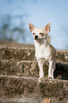 standing Chihuahua