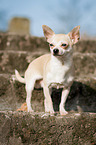 standing Chihuahua