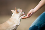 Chihuahua gives paw