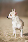 standing Chihuahua