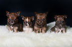 4 Chihuahua Puppies