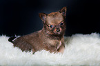 Chihuahua Puppy