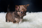 Chihuahua Puppy