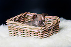 Chihuahua Puppy