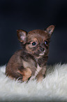 Chihuahua Puppy