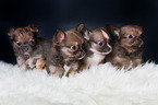 4 Chihuahua Puppies