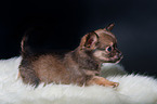 Chihuahua Puppy