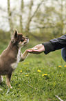 Chihuahua gives paw
