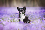 Chihuahua between crocuses