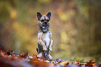 male Chihuahua-Mongrel