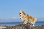 standing Chihuahua