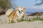 standing Chihuahua