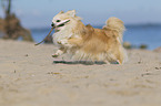 running Chihuahua