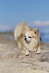 lying Chihuahua