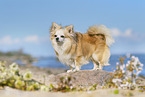 standing Chihuahua
