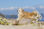 lying Chihuahua