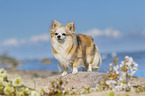 standing Chihuahua
