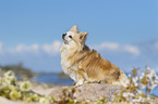 sitting Chihuahua