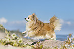 Chihuahua jumps from a stone