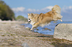 Chihuahua jumps from a stone