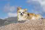 lying Chihuahua