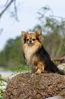 sitting Chihuahua
