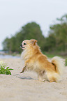 Chihuahua stands on hind legs