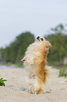 Chihuahua stands on hind legs