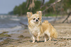 standing Chihuahua