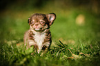 Chihuahua Puppy